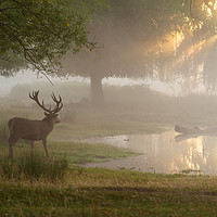 Buy canvas prints of Red deer stag (Cervus elaphus) at pond at sunrise  by Chris Rabe