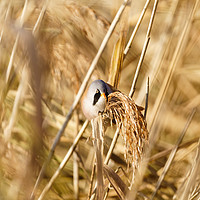Buy canvas prints of Male bearded reedling perched on reed by Chris Rabe
