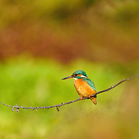 Buy canvas prints of Female Common Kingfisher perched on twig by Chris Rabe