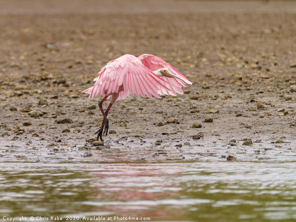 Roseate Spoonbill in Costa Rica Picture Board by Chris Rabe