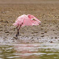 Buy canvas prints of Roseate Spoonbill in Costa Rica by Chris Rabe