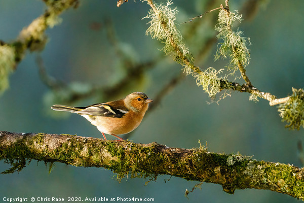 Chaffinch perched on a branch in early morning lig Picture Board by Chris Rabe