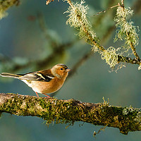 Buy canvas prints of Chaffinch perched on a branch in early morning lig by Chris Rabe