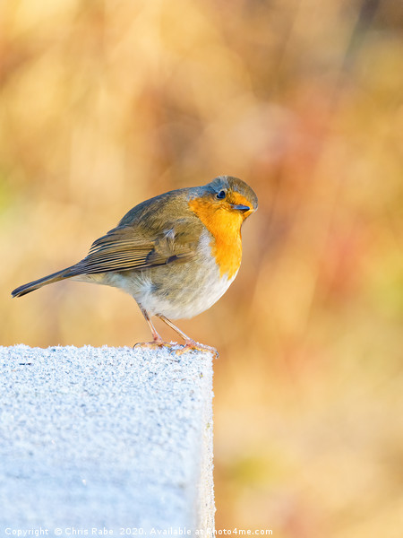 European Robin perched on a frosty concrete block Picture Board by Chris Rabe