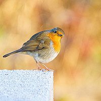 Buy canvas prints of European Robin perched on a frosty concrete block by Chris Rabe