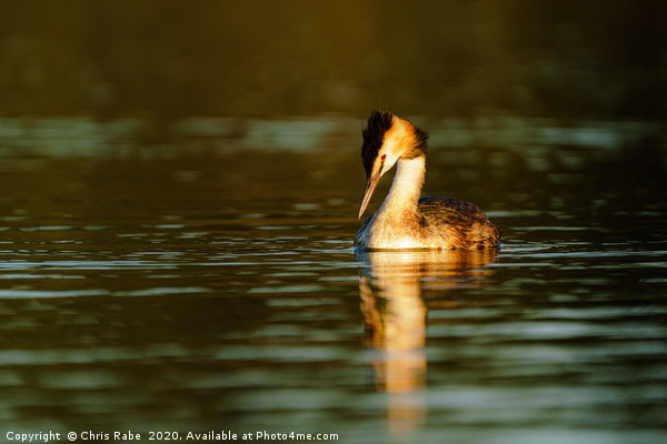 Great Crested Grebe looking down into water Picture Board by Chris Rabe
