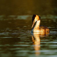 Buy canvas prints of Great Crested Grebe looking down into water by Chris Rabe