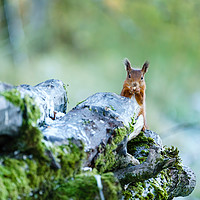 Buy canvas prints of red squirrel nibbling on a nut by Chris Rabe
