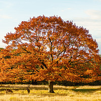 Buy canvas prints of Red deer stag under a beautiful red oak tree by Chris Rabe