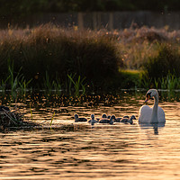 Buy canvas prints of Mute swan adult with cygnets by Chris Rabe
