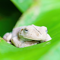 Buy canvas prints of Gladiator Tree Frog close-up by Chris Rabe