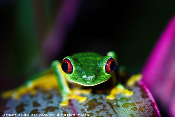 Red-Eyed Tree Frog Picture Board by Chris Rabe