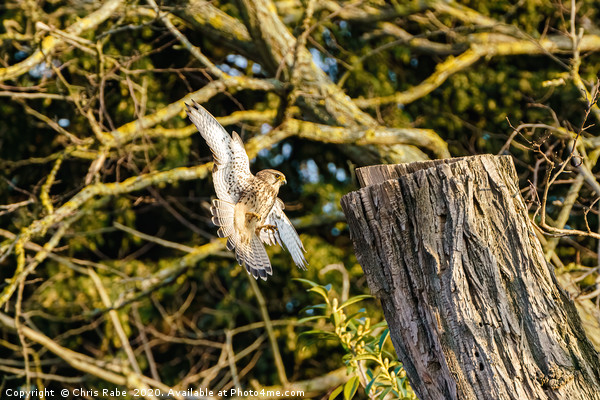 Common Kestrel coming in to land  Picture Board by Chris Rabe