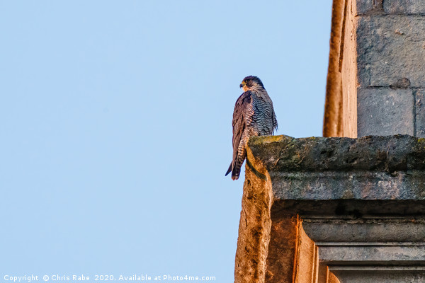 Peregrine perched on the side of a church tower Picture Board by Chris Rabe