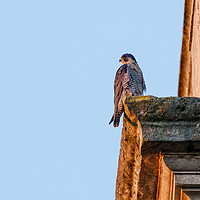 Buy canvas prints of Peregrine perched on the side of a church tower by Chris Rabe
