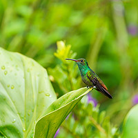 Buy canvas prints of Rufous-Tailed Hummingbird on leaf edge by Chris Rabe