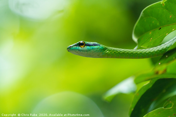 Cope's Vine Snake (Oxybelis brevirostris)  Picture Board by Chris Rabe