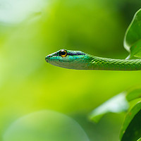 Buy canvas prints of Cope's Vine Snake (Oxybelis brevirostris)  by Chris Rabe
