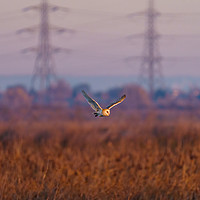 Buy canvas prints of Barn owl in flight by Chris Rabe