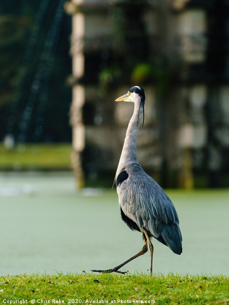 Grey Heron walking next to a pond Picture Board by Chris Rabe