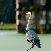 Buy canvas prints of Grey Heron walking next to a pond by Chris Rabe