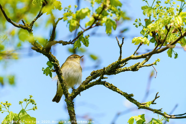 Willow Warbler  up a tree Picture Board by Chris Rabe