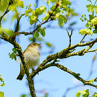 Buy canvas prints of Willow Warbler  up a tree by Chris Rabe
