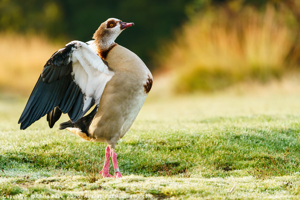 Egyptian goose having morning stretch Picture Board by Chris Rabe