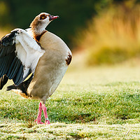 Buy canvas prints of Egyptian goose having morning stretch by Chris Rabe