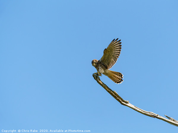 Common Kestrel landing on a branch Picture Board by Chris Rabe