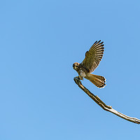 Buy canvas prints of Common Kestrel landing on a branch by Chris Rabe