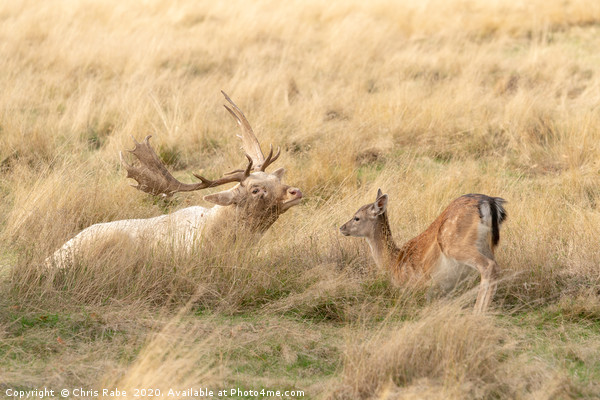 Fallow Deer stag and fawn having a moment Picture Board by Chris Rabe