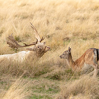 Buy canvas prints of Fallow Deer stag and fawn having a moment by Chris Rabe
