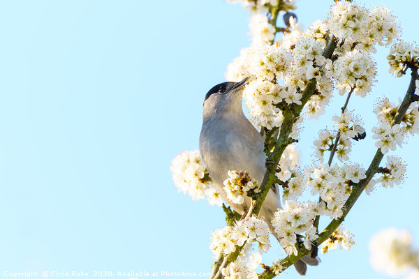 Blackcap male feeding off blossoms Picture Board by Chris Rabe