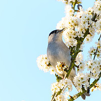 Buy canvas prints of Blackcap male feeding off blossoms by Chris Rabe