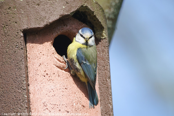 Blue Tit perched on nest Picture Board by Chris Rabe
