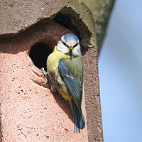 Buy canvas prints of Blue Tit perched on nest by Chris Rabe