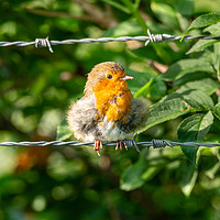 Buy canvas prints of European Robin sitting on wire by Chris Rabe