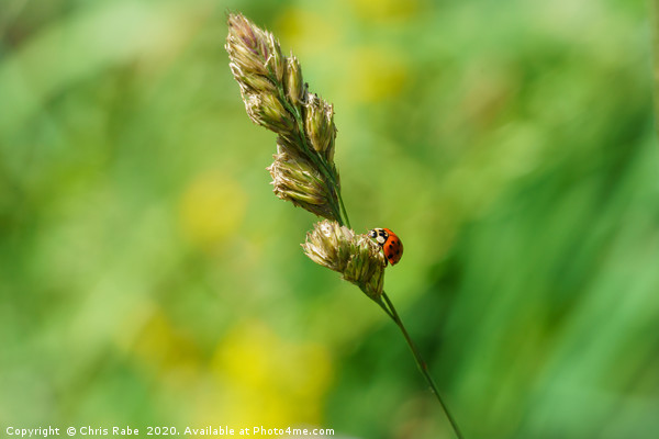 Sixteen-Spot Ladybird  Picture Board by Chris Rabe