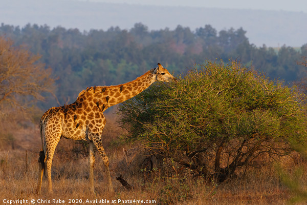 Giraffe in the early morning sun Picture Board by Chris Rabe