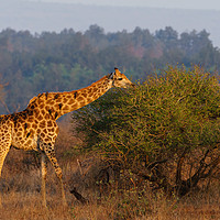 Buy canvas prints of Giraffe in the early morning sun by Chris Rabe