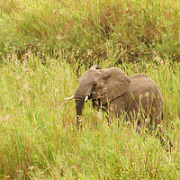 Buy canvas prints of African Elephant in long grass by Chris Rabe