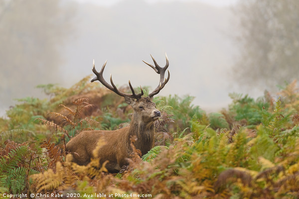 Red deer stag on foggy morning Picture Board by Chris Rabe