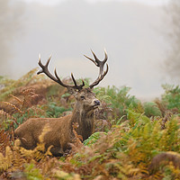 Buy canvas prints of Red deer stag on foggy morning by Chris Rabe