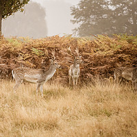 Buy canvas prints of Fallow Deer in autumn by Chris Rabe
