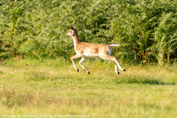 Fallow Deer fawn bouncing along on an Autumn day Picture Board by Chris Rabe