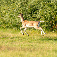 Buy canvas prints of Fallow Deer fawn bouncing along on an Autumn day by Chris Rabe