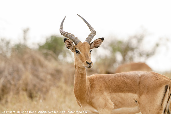 Impala bull portrait  Picture Board by Chris Rabe