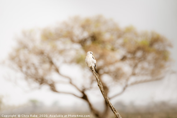 Black-shouldered Kite  Picture Board by Chris Rabe