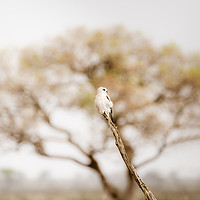 Buy canvas prints of Black-shouldered Kite  by Chris Rabe
